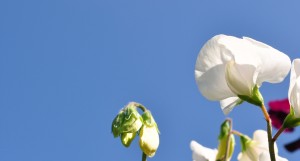 Fotograf Inger Ulrich holder sommerferie